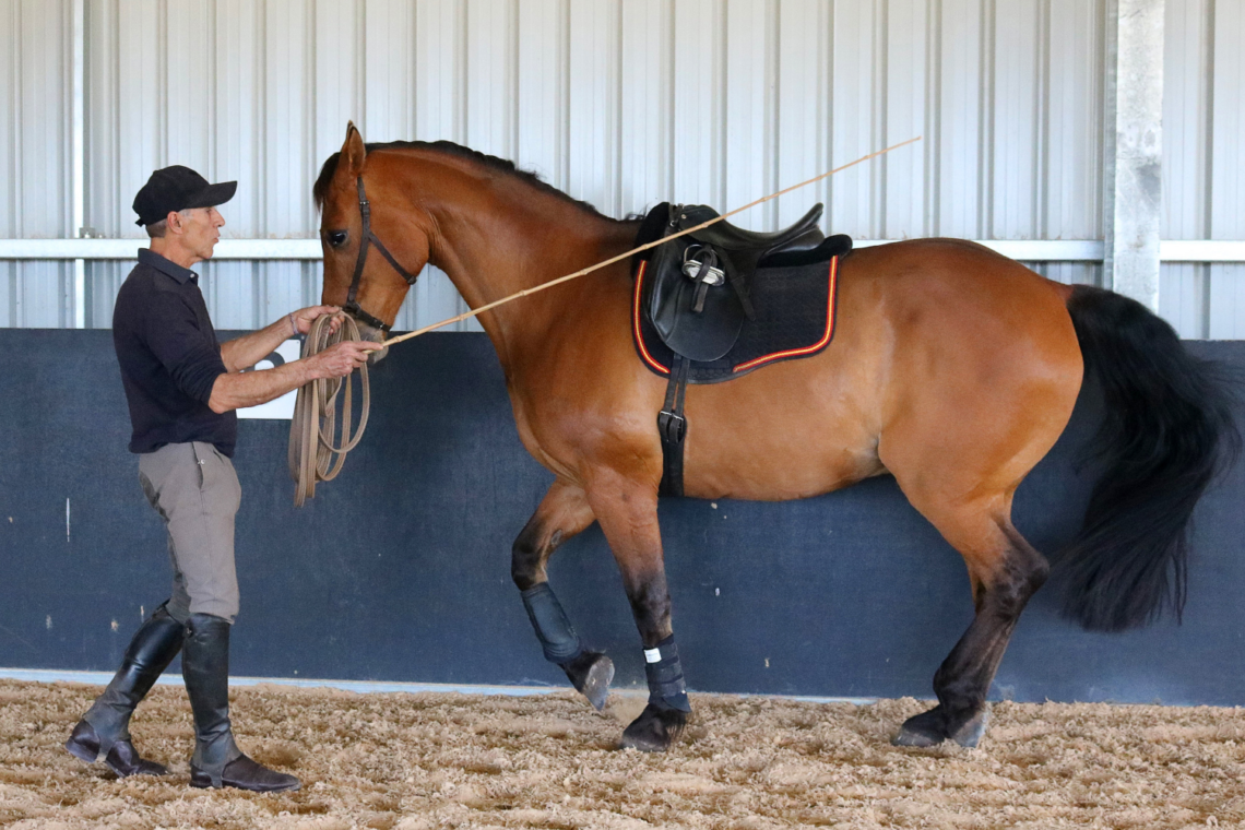 Teaching Laterals to Piaffe In Hand with Jose Mendez Equestrian Hub