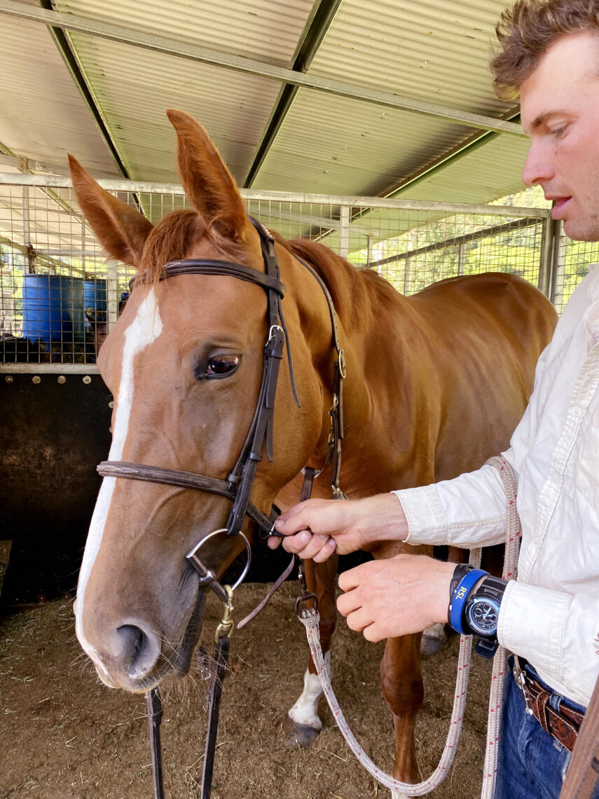 Brister's Brief: Tips For Bridling Your Horse - Equestrian Hub