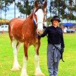 Candace Brigden and McMurchie Odette won Champion Clydesdale Filly at the Hawkesbury Ag Hack & Breed Shows (Image by A & H Photography).