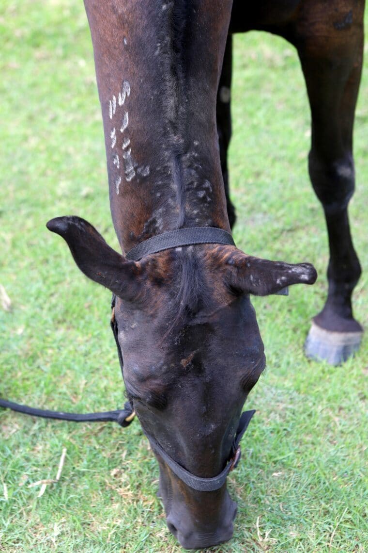 Identifying the Itch Symptoms, Diagnosis, Prevention and Treatments