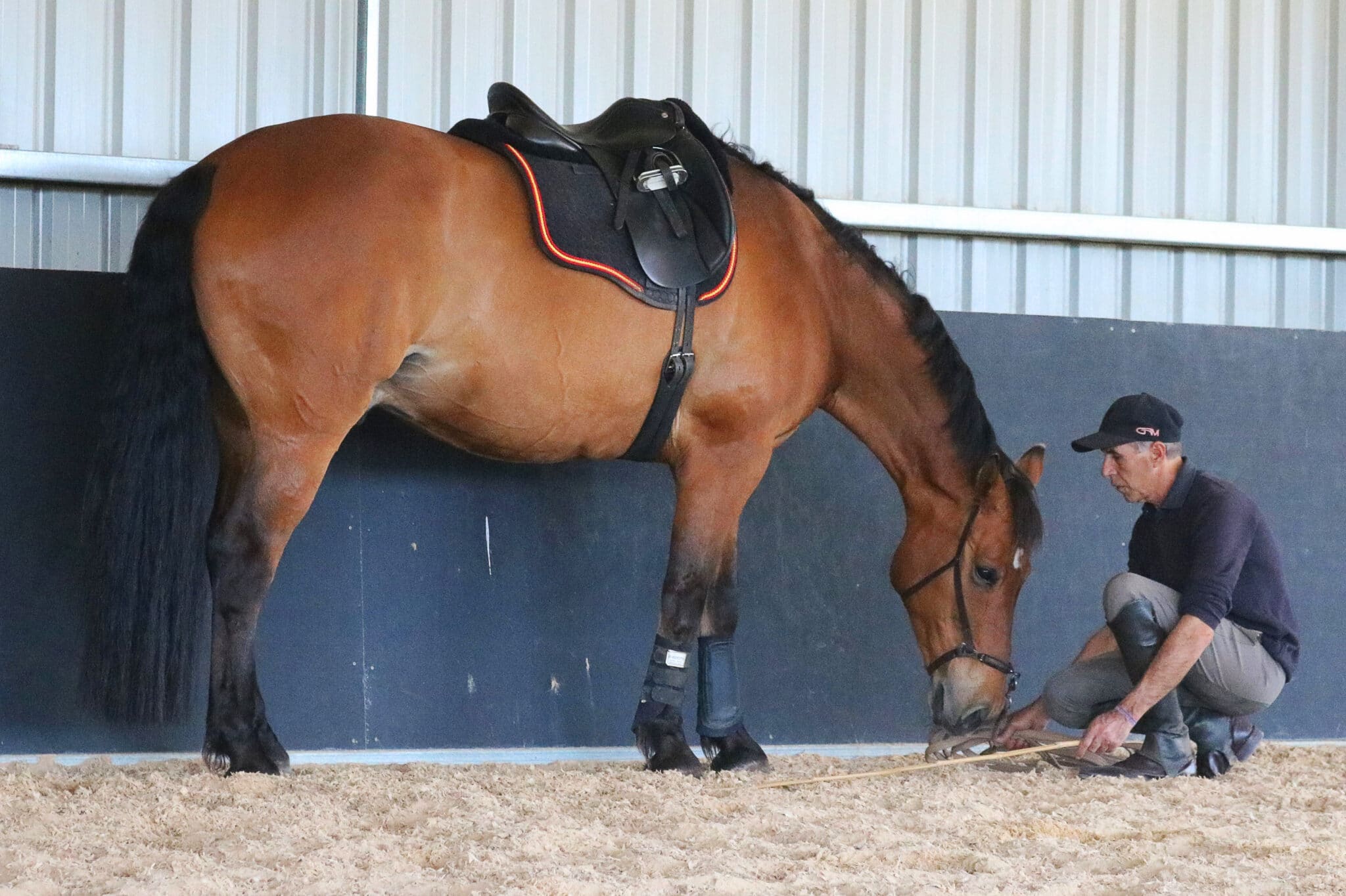 Training Tip The Art of Patience Teaching Laterals to