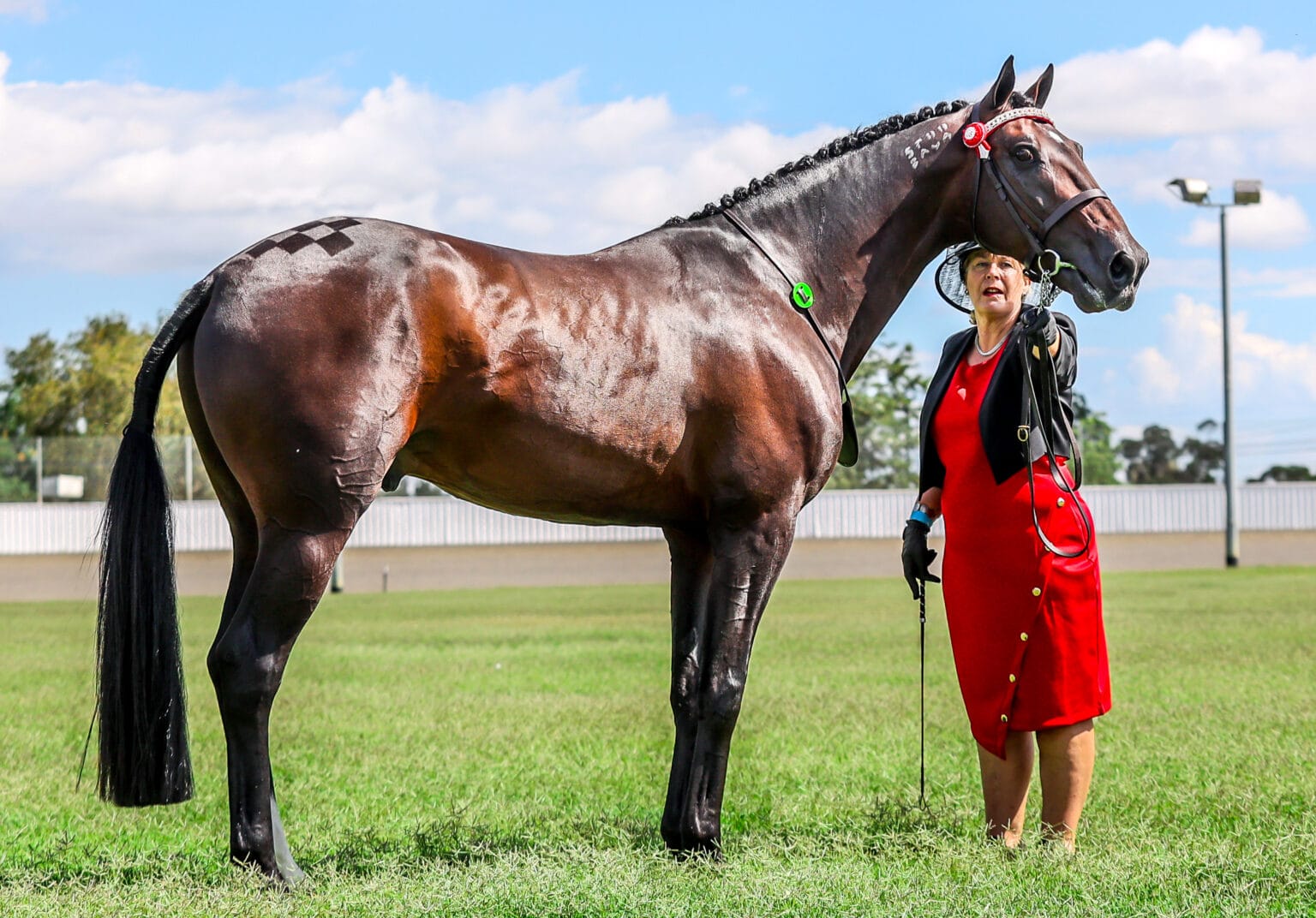 Breed Feature The Standardbred Equestrian Hub