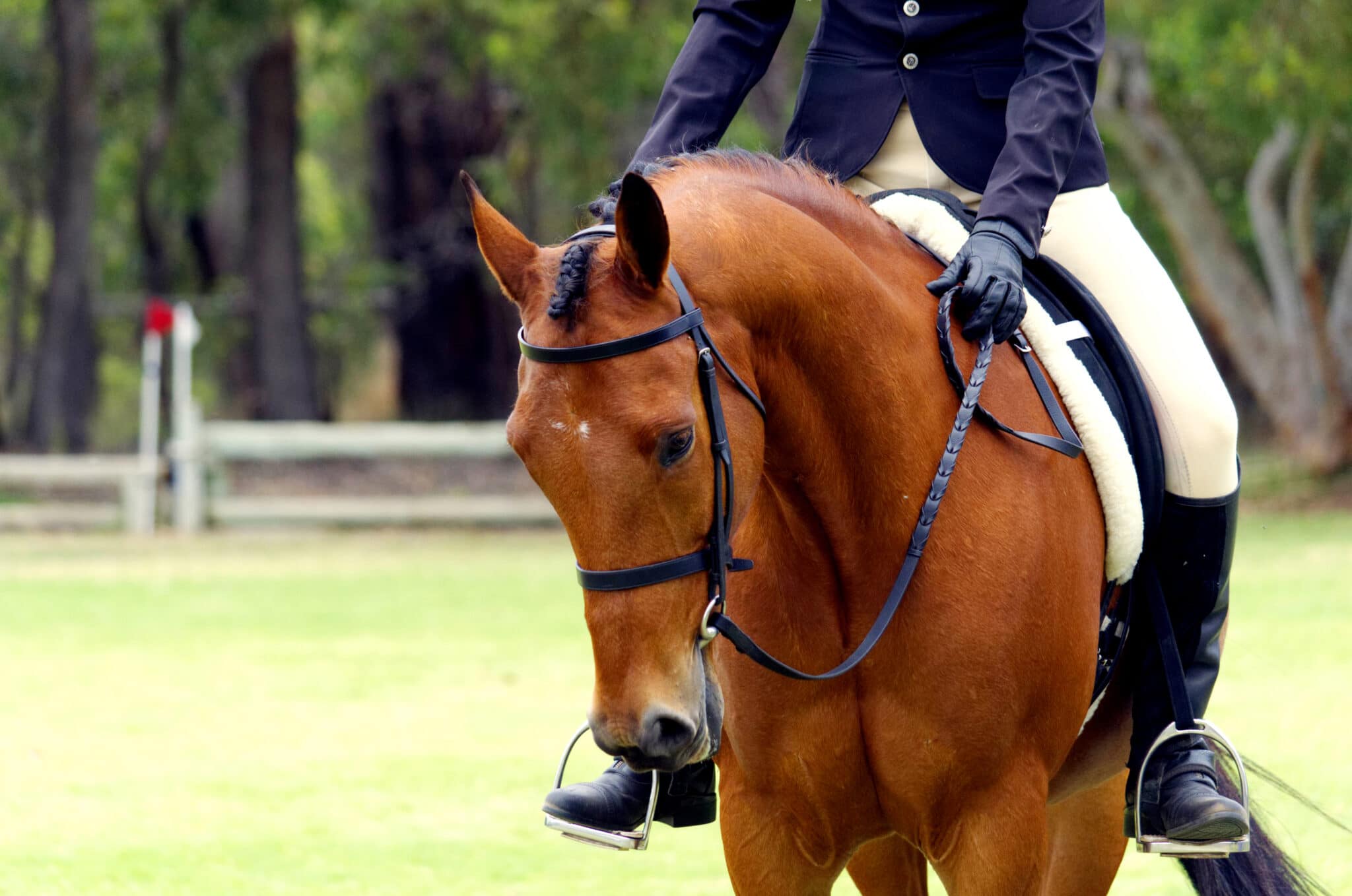 The Science of Topline: Feeding the Performance Horse - Equestrian Hub