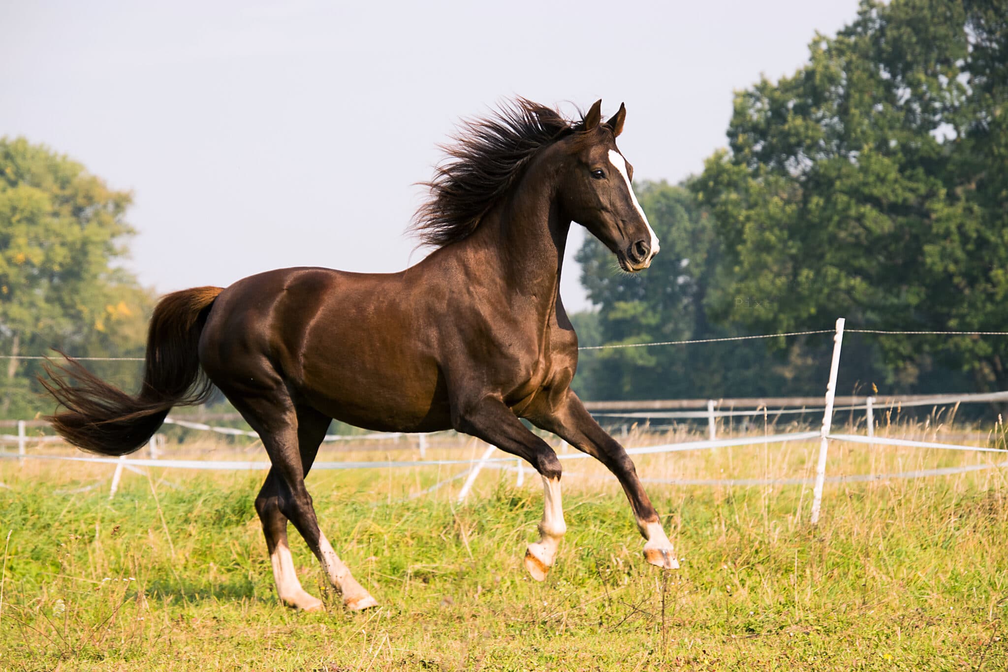 Породистый конь. Американская верховая сэддлбред. Американская Скаковая лошадь чистокровная. Английская чистокровная верховая лошадь. Лошадь породы американская верховая.