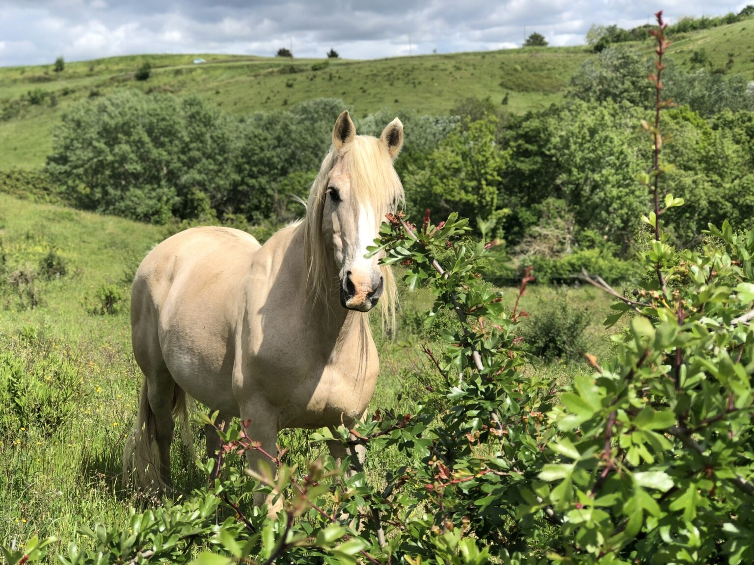 Plastic Fantastic An Unbiased Review Of Composite Horseshoes