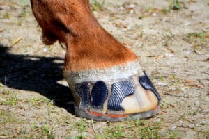 Shoes for Horses