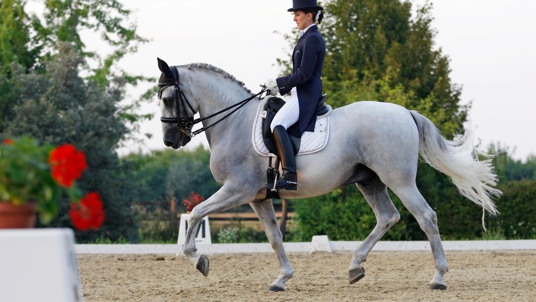 dressage-movements-decoded-equestrian-hub