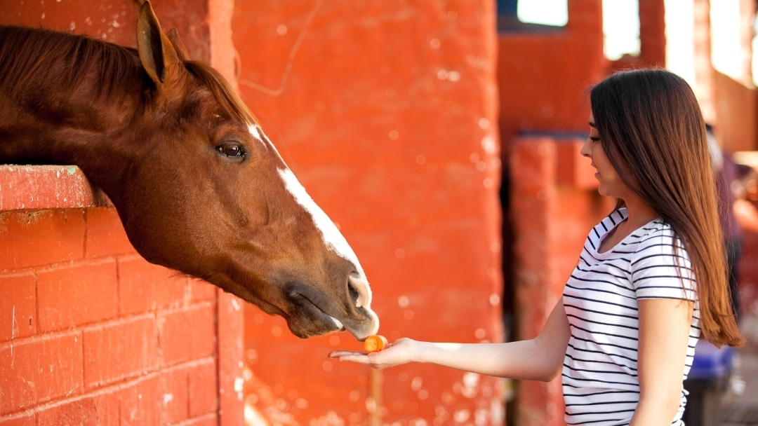 Everyday Foods That Are Unsafe For Your Horse Equestrian Hub