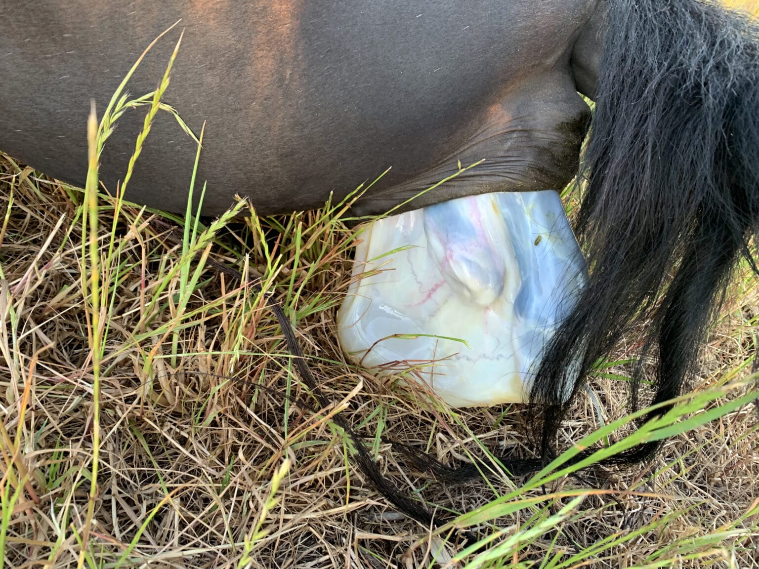 Red Bag Foaling Equestrian Hub