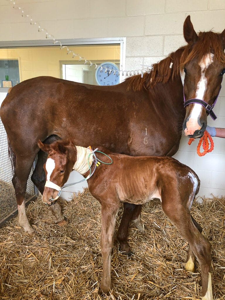 Red Bag Foaling Equestrian Hub