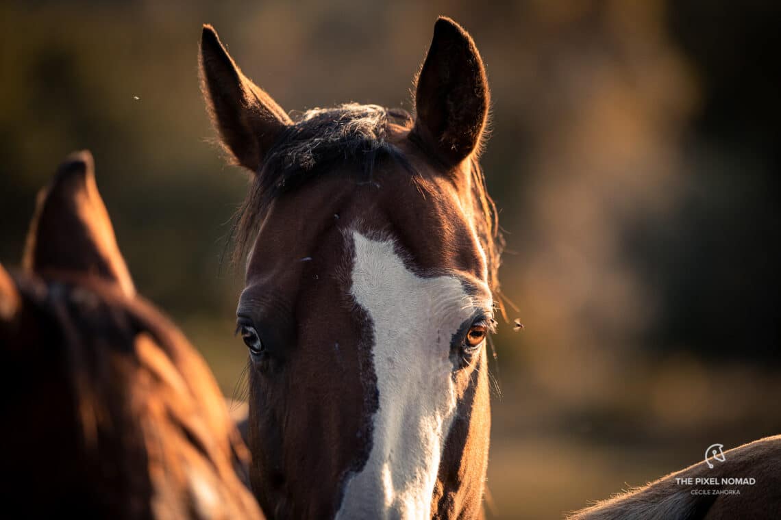 The Myostatin Gene in Quarter Horses and it's Influence on Training ...