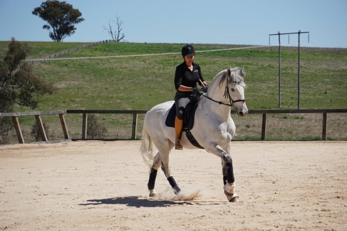 The Benefits of Hemp for Horses Equestrian Hub