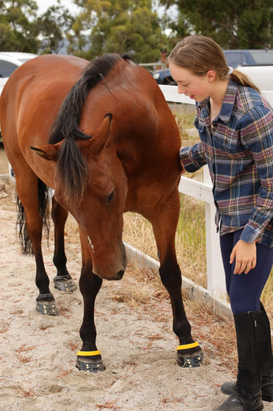 Using Hoof Boots to Aid Laminitis Recovery Equestrian Hub