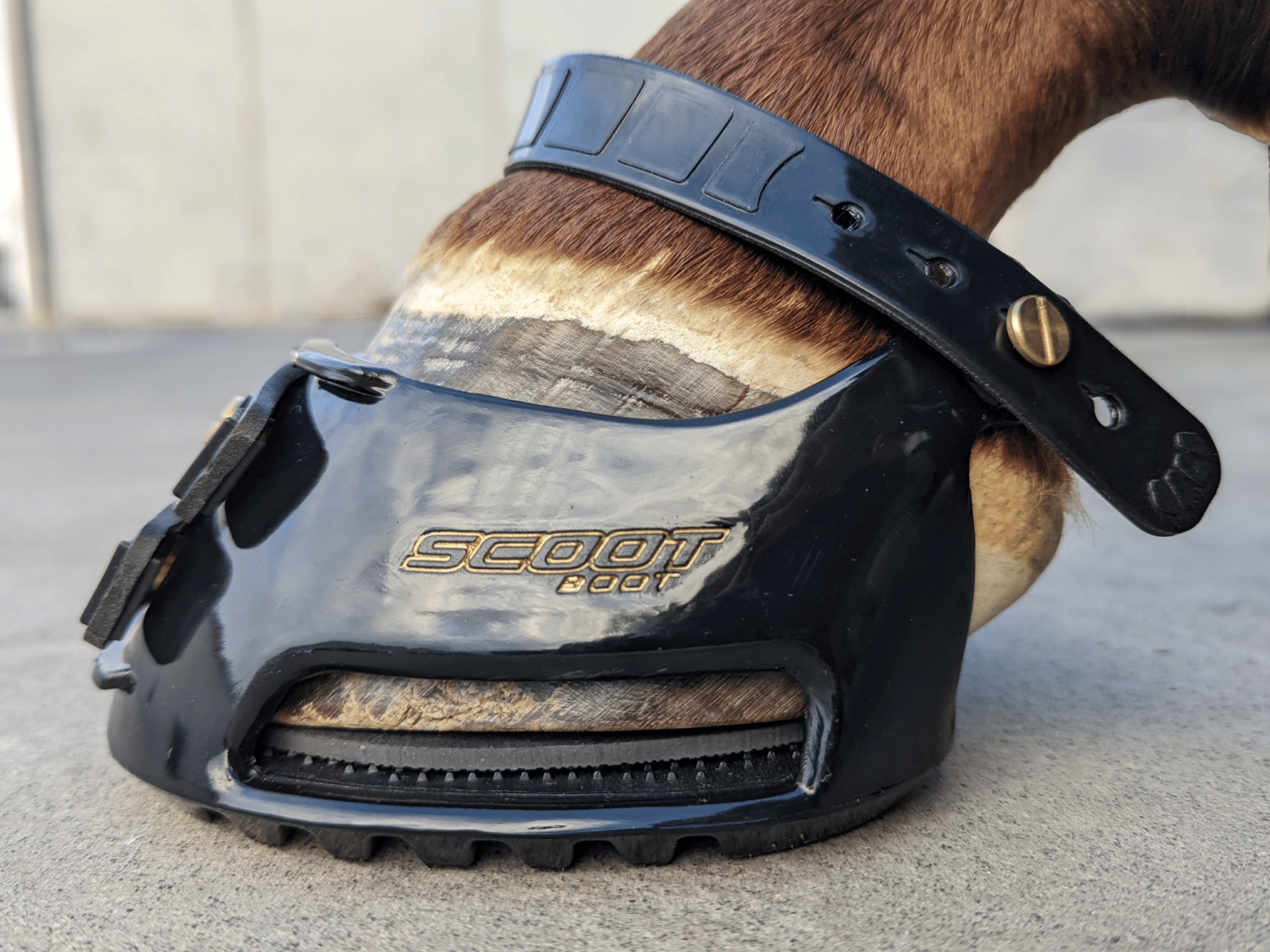 Using Hoof Boots to Aid Laminitis Recovery Equestrian Hub