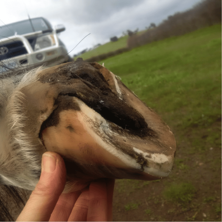 Using Hoof Boots to Aid Laminitis Recovery Equestrian Hub