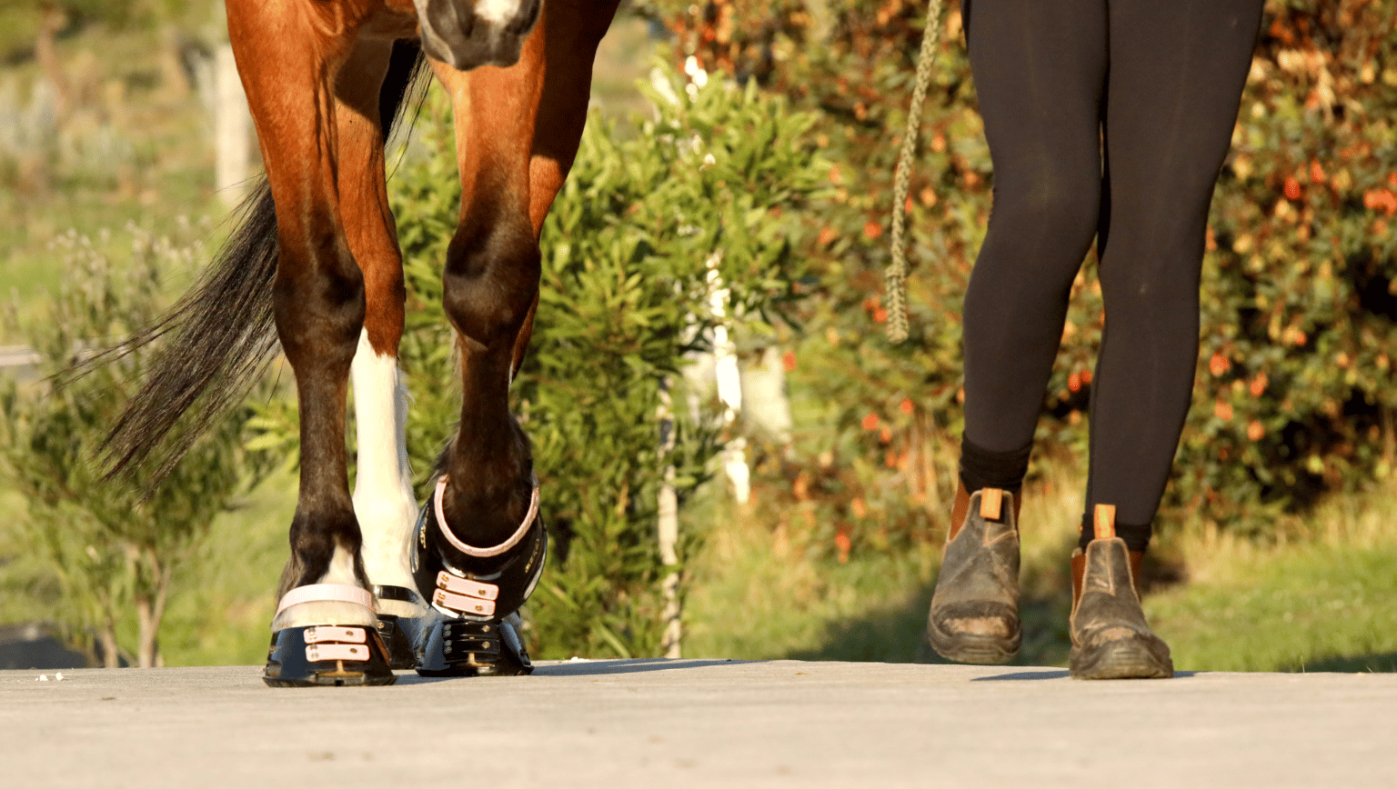 Using Hoof Boots to Aid Laminitis Recovery Equestrian Hub