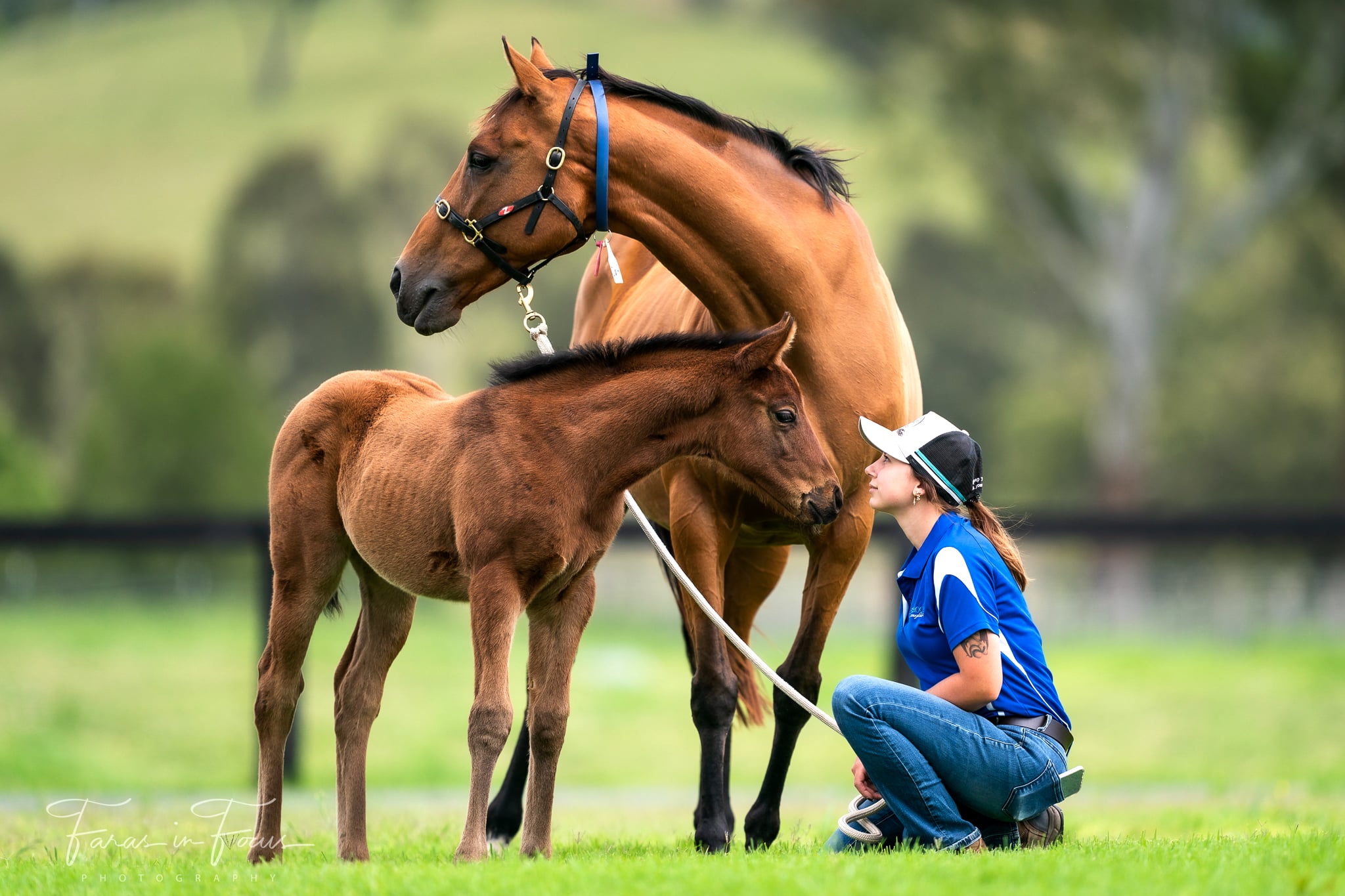 courses-for-horses-equestrian-hub