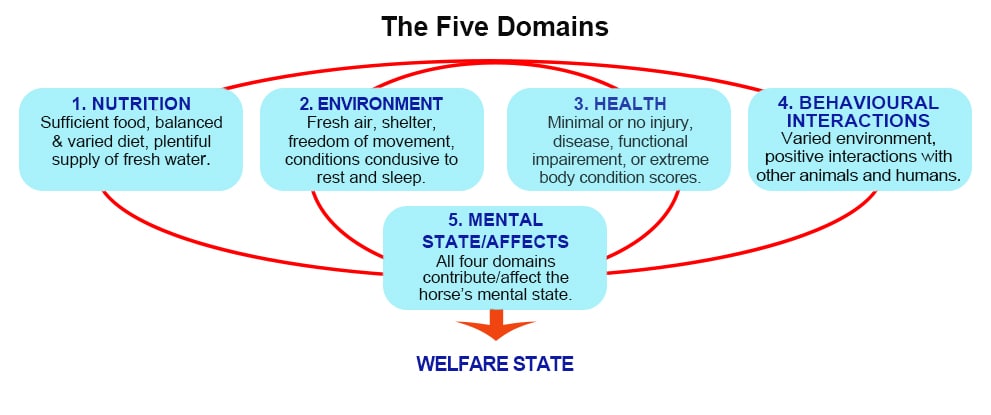 ABOVE: The first four domains all have an affect on the fifth domain, the horse's mental state, while collectively, all five domains affectthe horse's overall welfare (Adapted from The 2020 Five Domains Model: Including Human–Animal Interactions in Assessments of Animal Welfare).