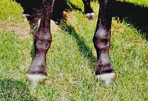 Fetlock physitis, a condition causing deformities in the legs of foals.