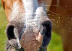 One of an equine veterinarian's goals in the diagnostic evaluation of respiratory issues in horses is to localise the problem (lower vs upper respiratory tract).