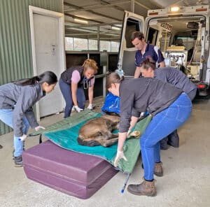 The foal bed and stretcher are designed to ensure the patient can be safely loaded and unloaded.