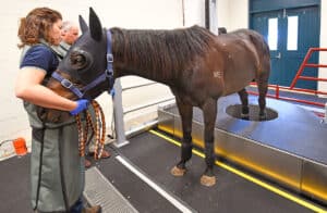 Spike, with Dr Chris Witton and handler Carina Wickens , is scanned with the new CT Scanner at the Werribee Equine Centre on September 05, 2013 in Werribee, Australia. (Pat Scala/Racing Photos)