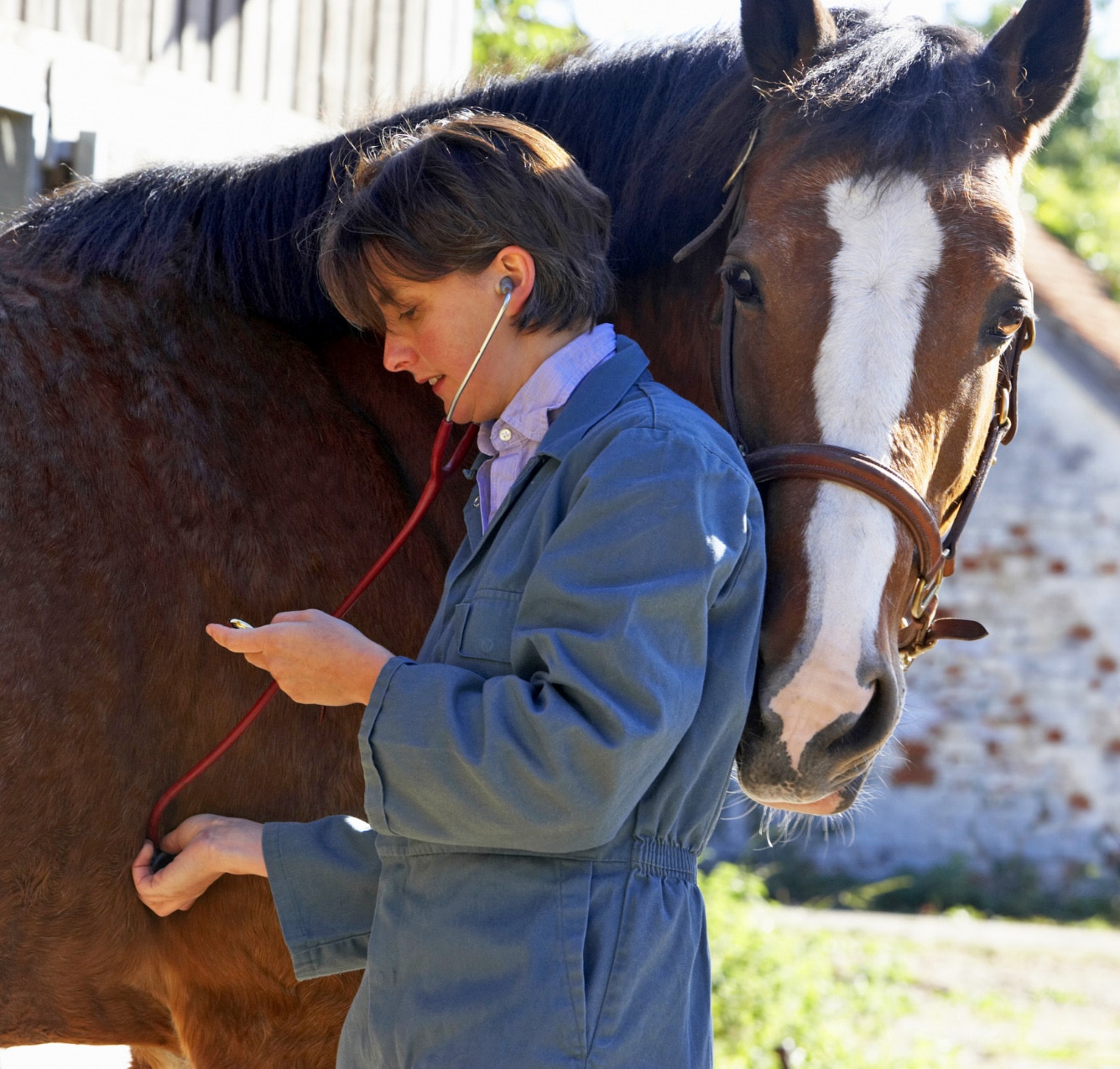 One of an equine veterinarian's goals in the diagnostic evaluation of respiratory issues in horses is to localise the problem (lower vs upper respiratory tract).