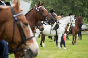 One of an equine veterinarian's goals in the diagnostic evaluation of respiratory issues in horses is to localise the problem (lower vs upper respiratory tract).