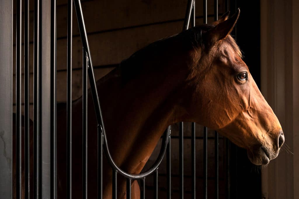 The high incidence of ulcers seen in performance horses is a problem that stems from the way we manage and feed them. (Image: Shelley Paulson )