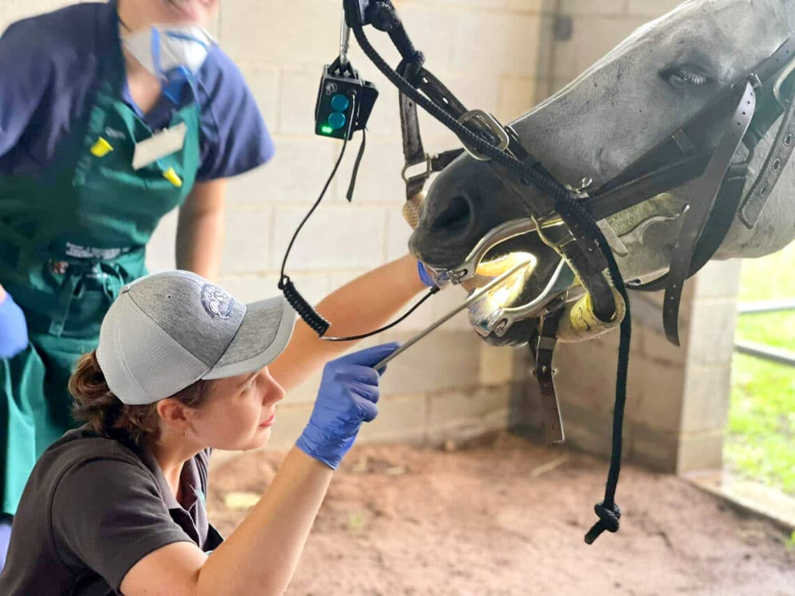 Equestrian Hub: Dr Caitlyn Mittelstadt's interest in equine dental work was piqued after training with Dr Oliver Liyou.