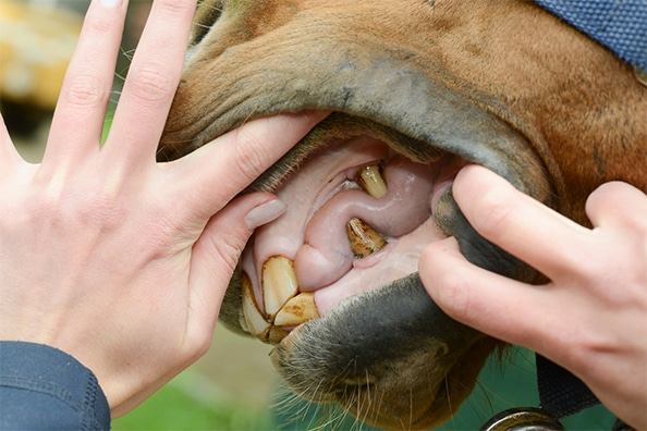 Equestrian Hub: As part of their regular health care, your horse's teeth should be checked for any problems or abnormalities.