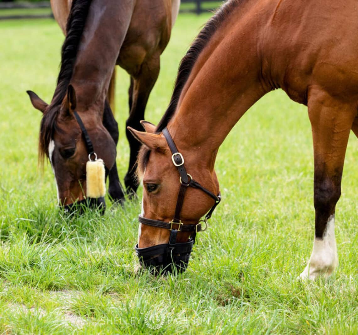 For overweight horses, a well-fitted grazing muzzle helps to limit intake. (Image: Shelley Paulson)