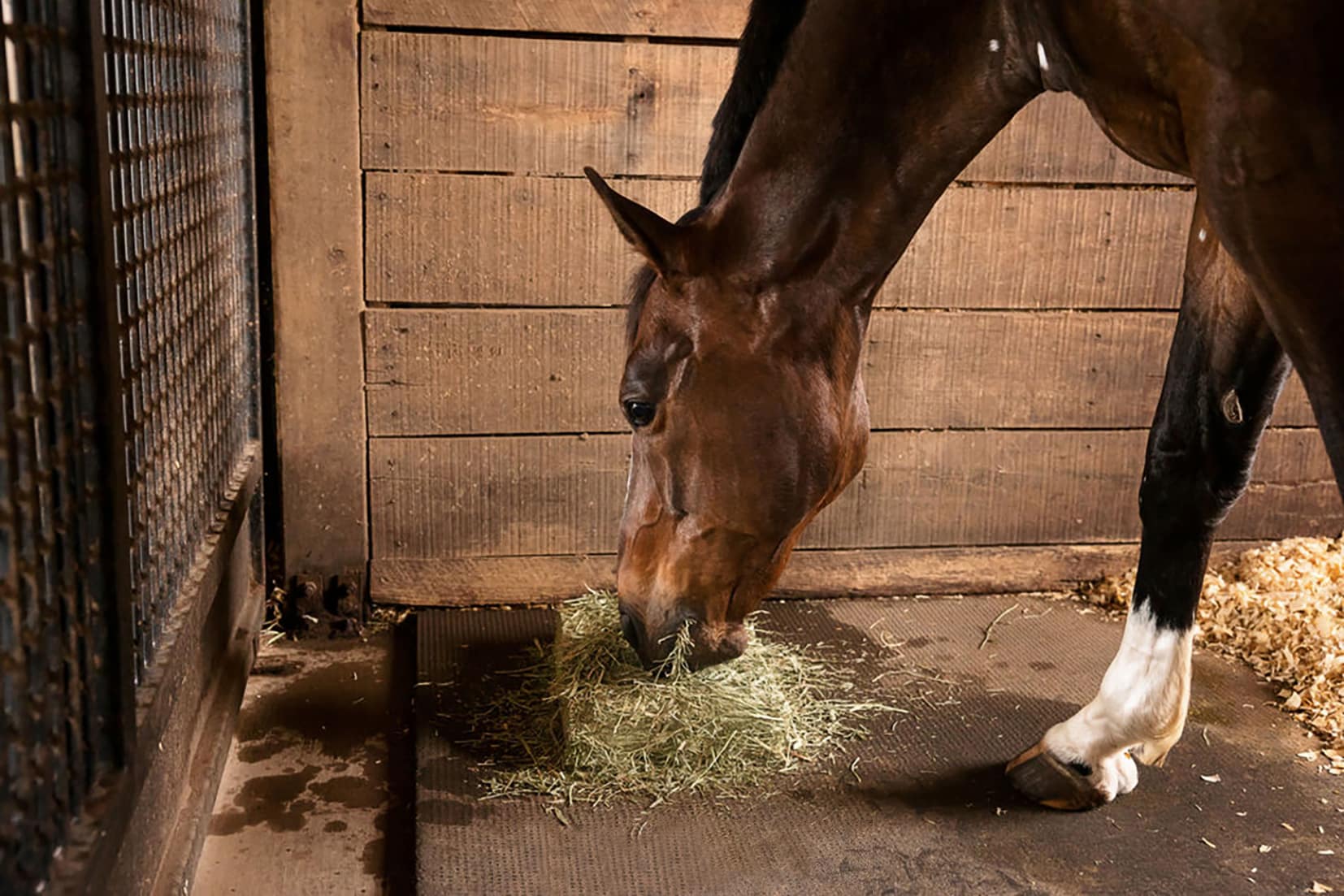 Ensuring your horse has adequate access to forage (hay, pasture, chaff) is the first port of call. (Image: Shelley Paulson)