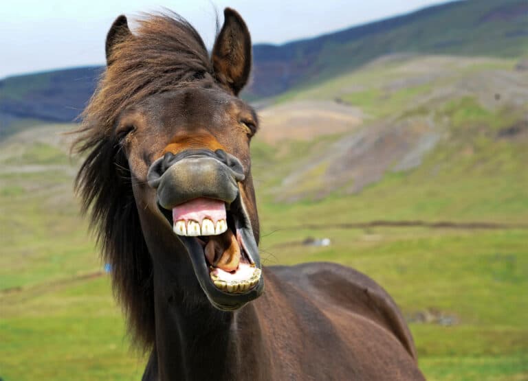 Equestrian Hub: Maintaining your horse's dental health throughout their life will enhance their wellbeing and longevity.