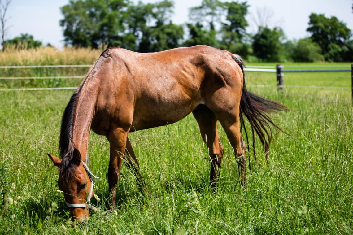 The source of mycotoxins may not be obvious such as when fungi is growing in pastures. If symptoms are severe, remove horses from the affected paddocks.
