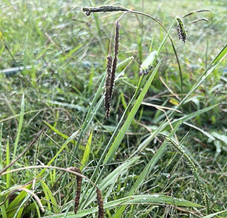 Black or sticky seed heads in some species of grass flowers (e.g. ryegrass, fescue and paspalum) signal danger for mycotoxin ingestion.