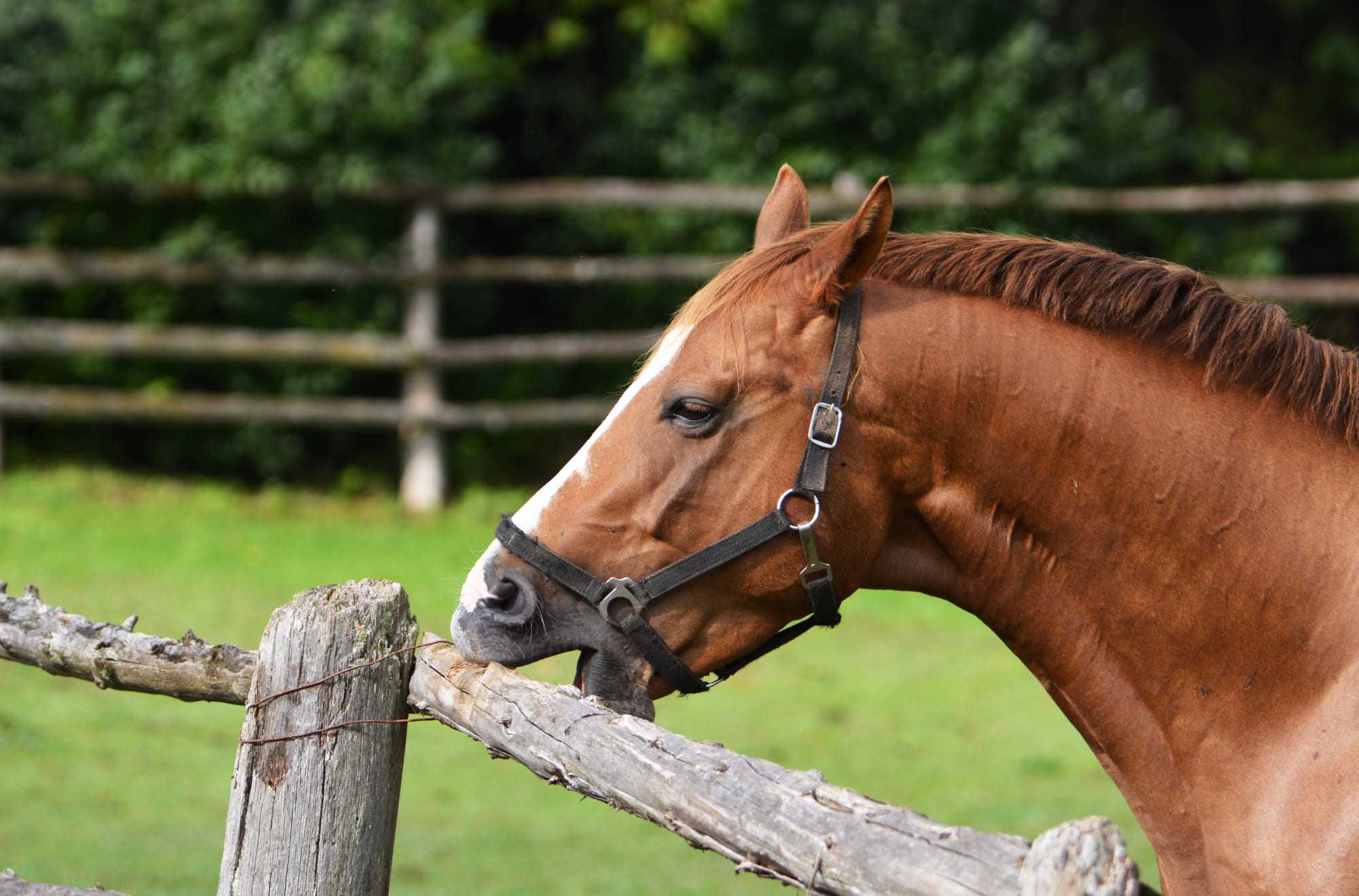 Although crib biting/windsucking is found in horses spending a lot of time stabled, they may exhibit these behaviours in other places.