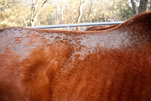 Rain scald commonly occurs over the back and rump (Image courtesy APIAM).