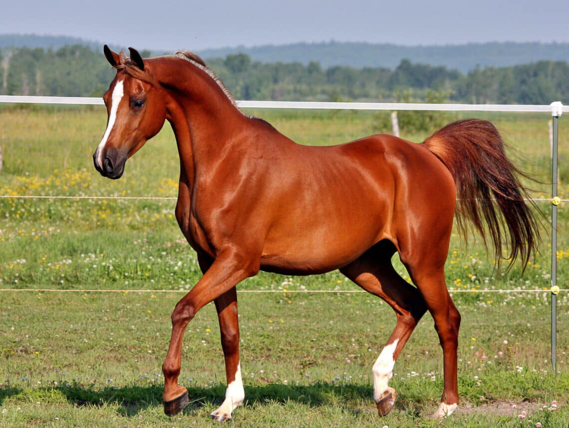 Arabians and some Thoroughbreds often have protruding tail heads even at a BCS of 5.