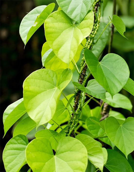 Tinospora cordifolia, a vine indigenous to tropical regions of the Indian subcontinent