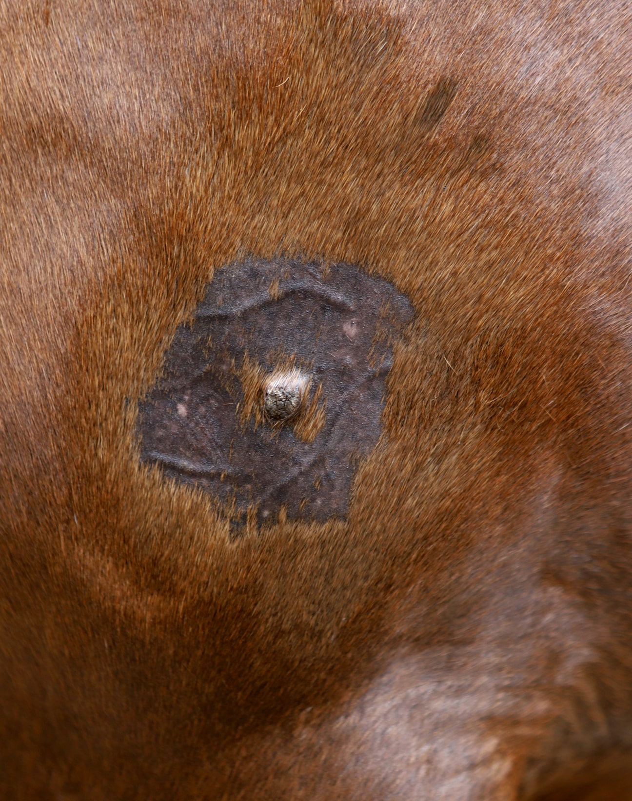 Located on the shoulder, this sarcoid was surgically removed (Image courtesy Dr Doug English).