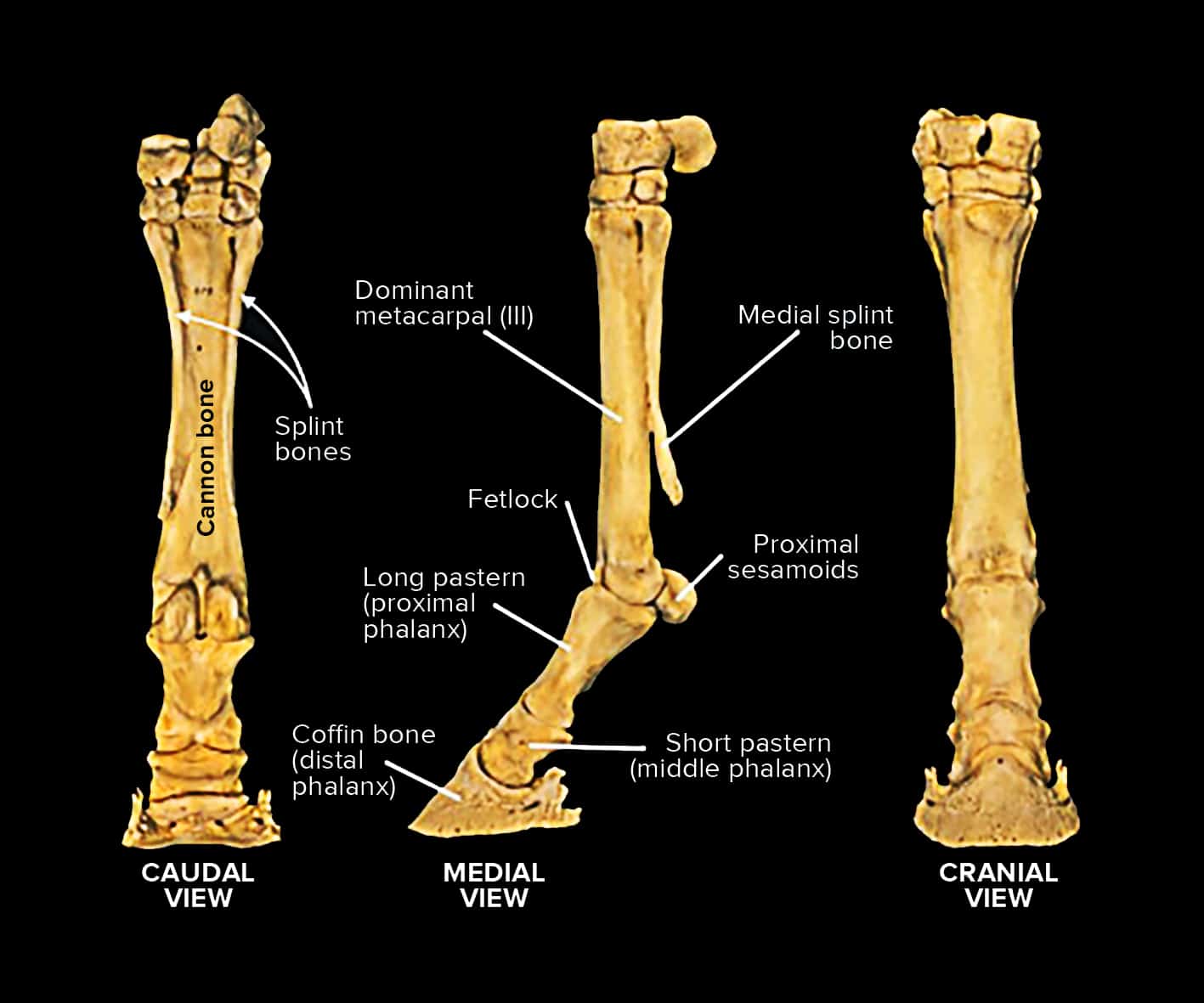Bones of the leg (Images courtesy APIAM).