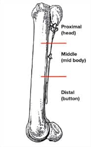 Fig.1: The anatomical divisions of the splint bone.