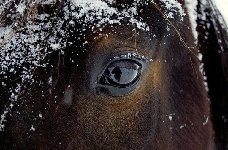 Having strategies in place to help your horse through winter is a sensible approach.