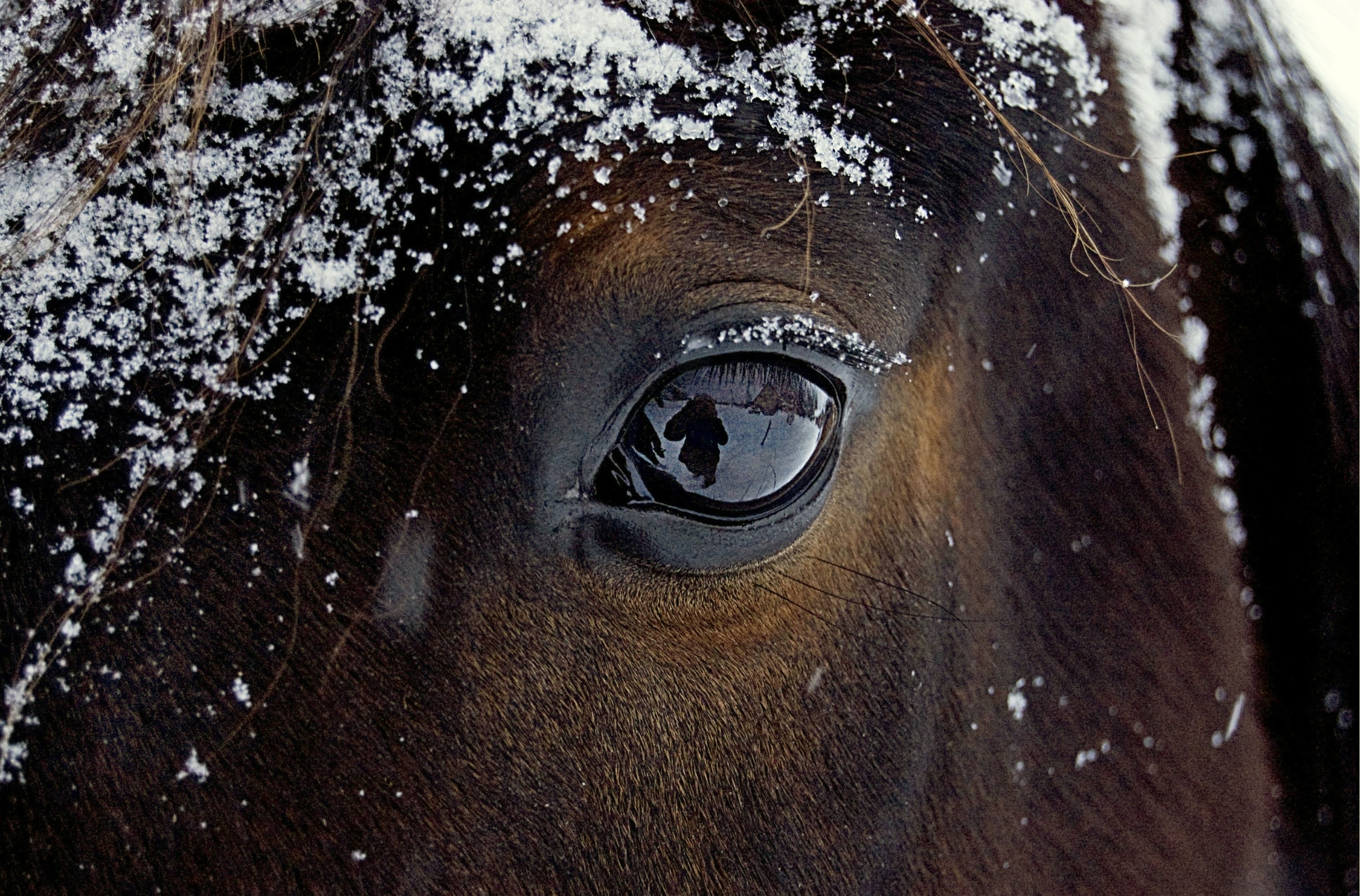 Winter equine nutrition