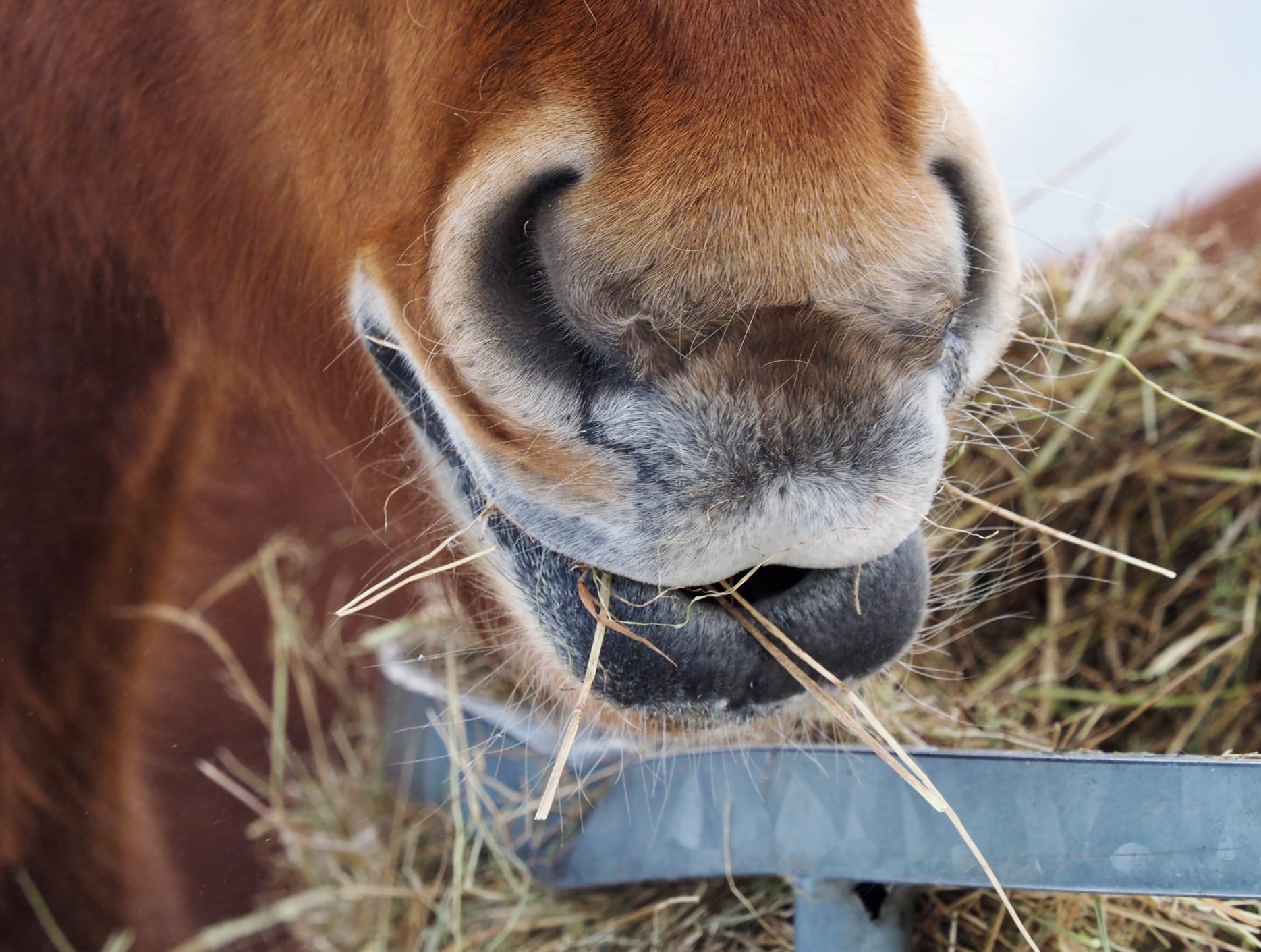 Many mature easy-keeper horses and ponies at rest or in light work hold body condition easily from hay and grass alone.