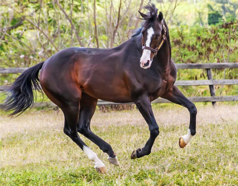 A rig may appear to be a gelding, but they behave more like a stallion.