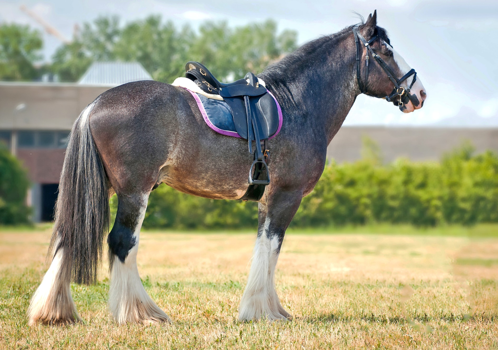 Shivers is over-represented in Shires, Clydesdales and Warmbloods of 16.2hh and taller.