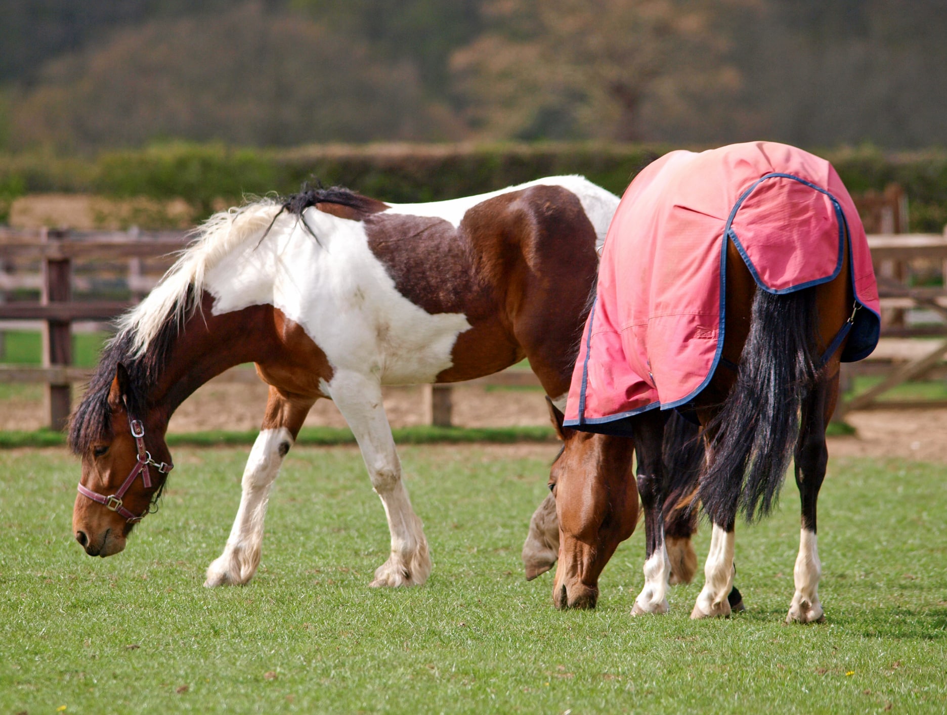 In Scandanavia, horses were taught to touch visual symbols to communicate their preference between having their rugs on or off.