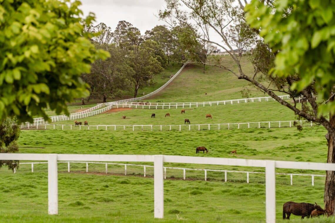 Catalina's mares enjoy improved pastures in post and rail paddocks scattered across 200 spacious acres.